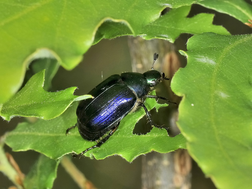 Mimela aurata , Rutelidae